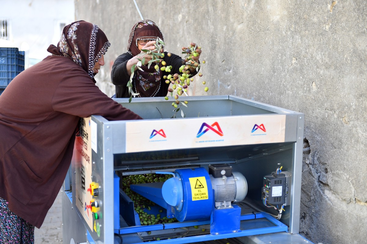 Mersin'de Zeytini Makine Sınıflandırıyor, Üretici Keyfine Bakıyor