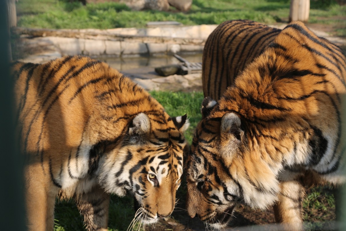 Kayseri Büyükşehir Hayvanat Bahçesi Sakinlerine Kışa Özel Bakım